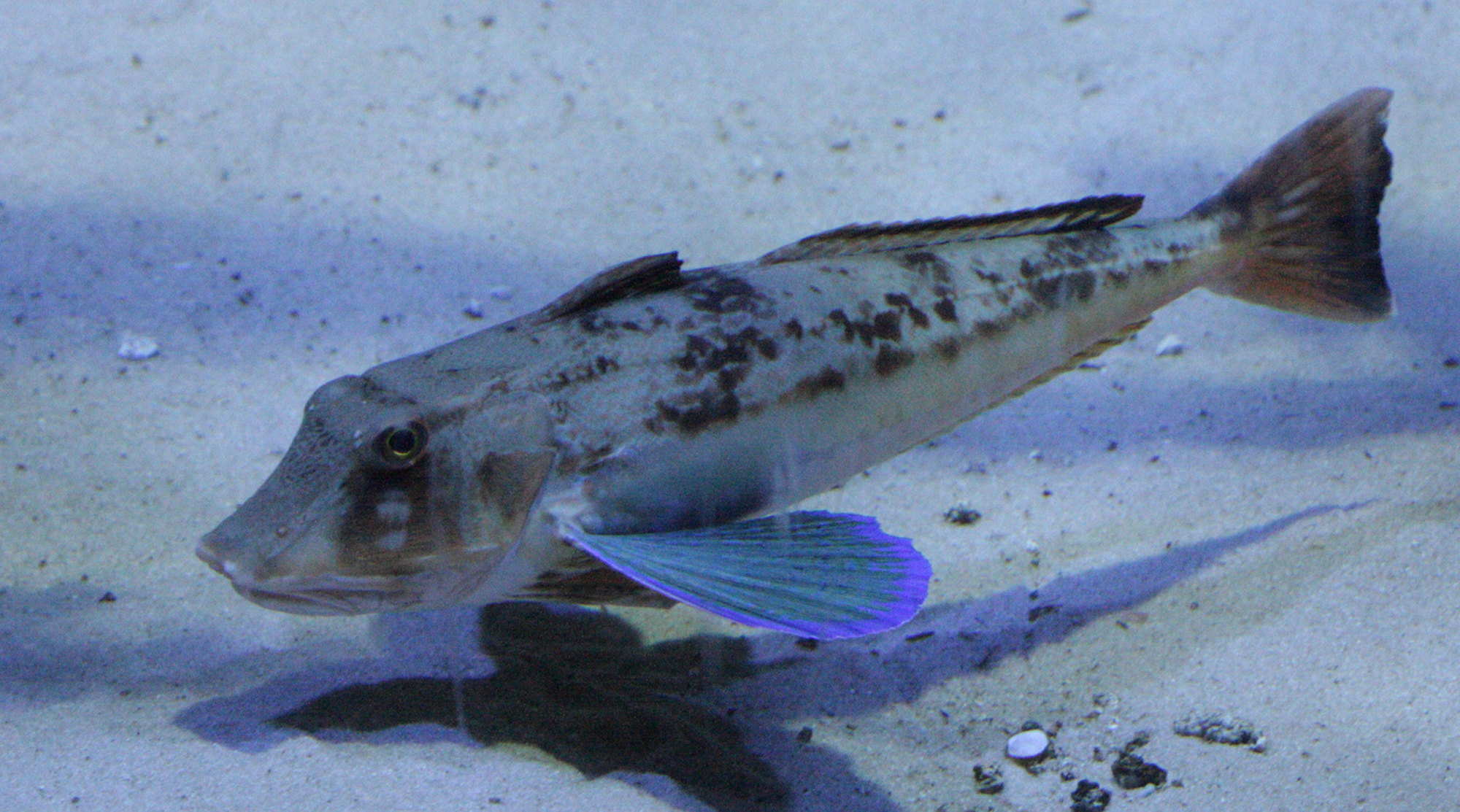 Chelidonichthys_lucerna