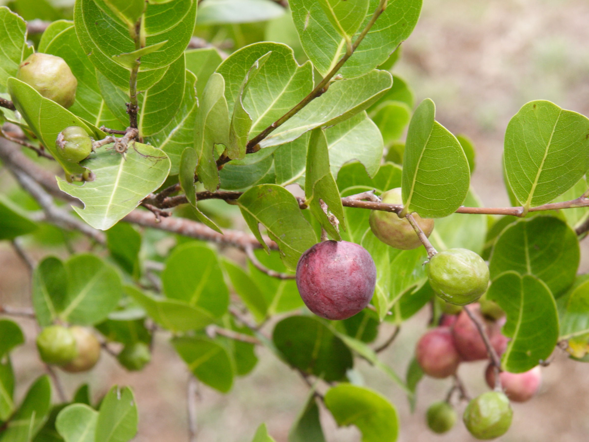 chrysobalanus_icaco5md