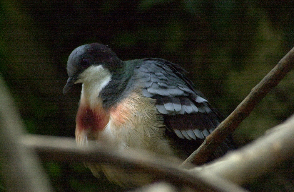 Afficher le média colombe_poignardee_-_gallicolumba_luzonica1md colombe_poignardee_-_gallicolumba_luzonica1md