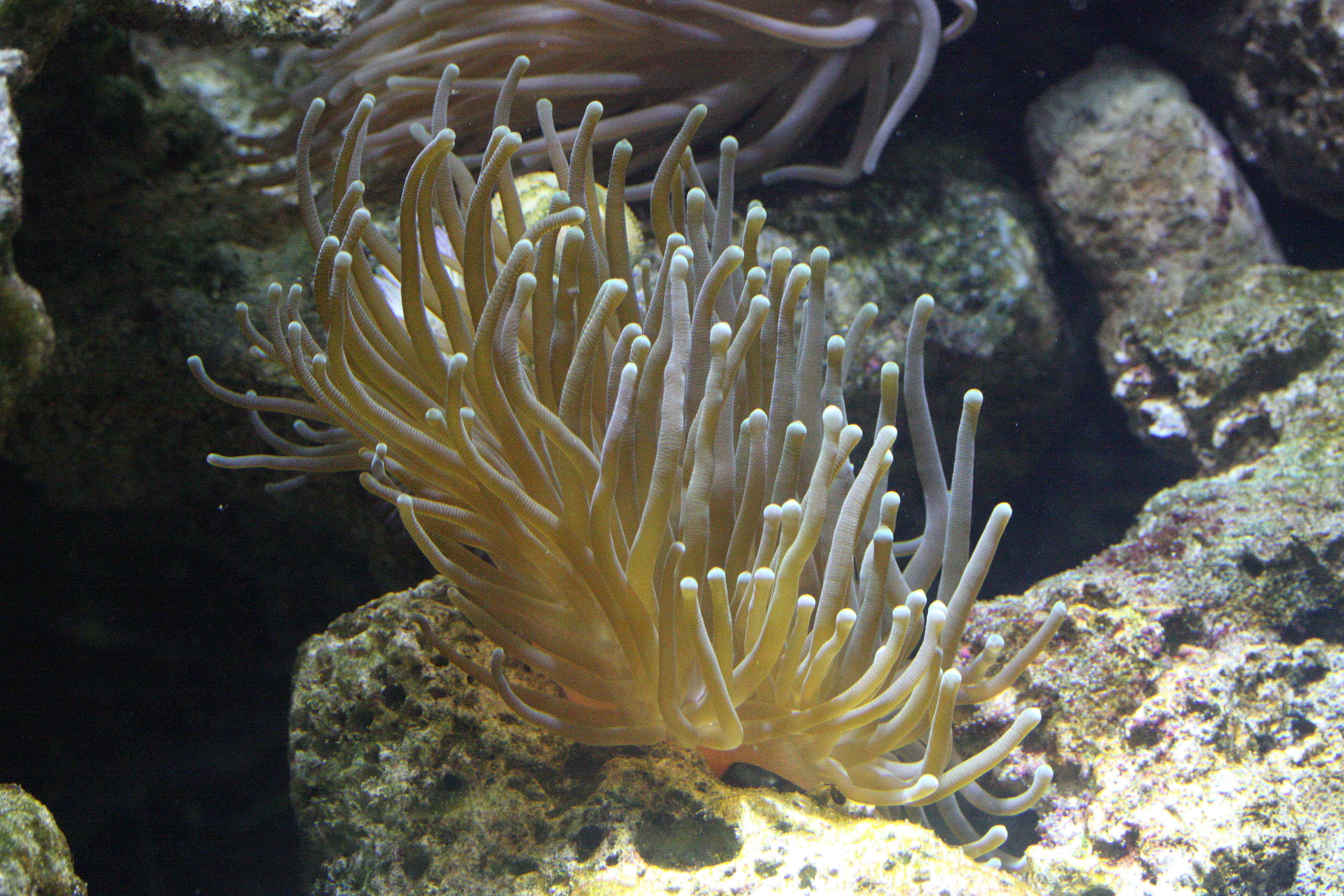 condylactis_gigantea1md