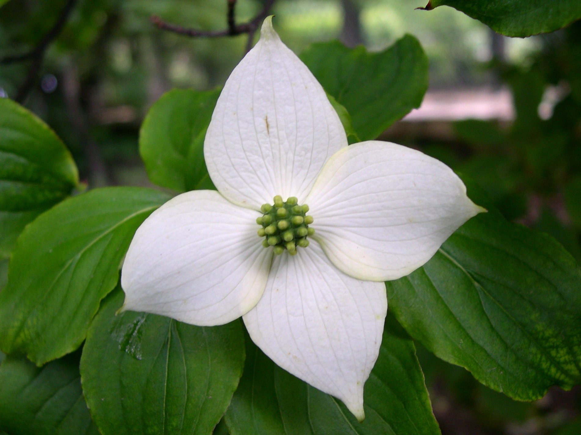 cornus_kousa4md