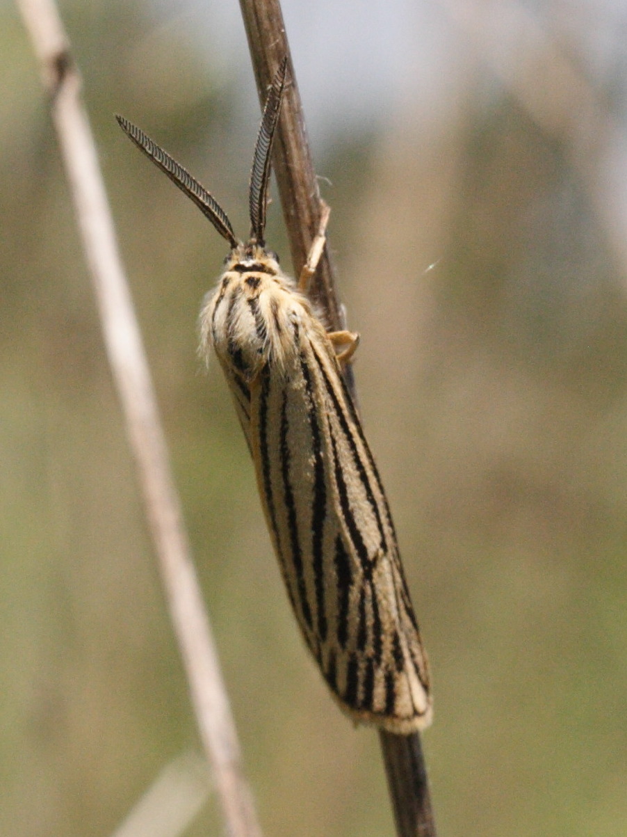 Afficher le média Coscinia_striata Coscinia_striata