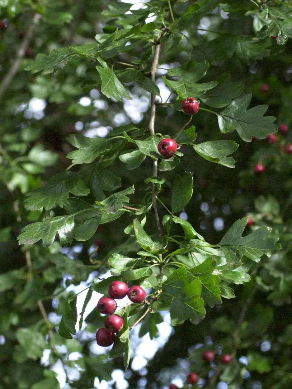 crataegus_monogyna6md
