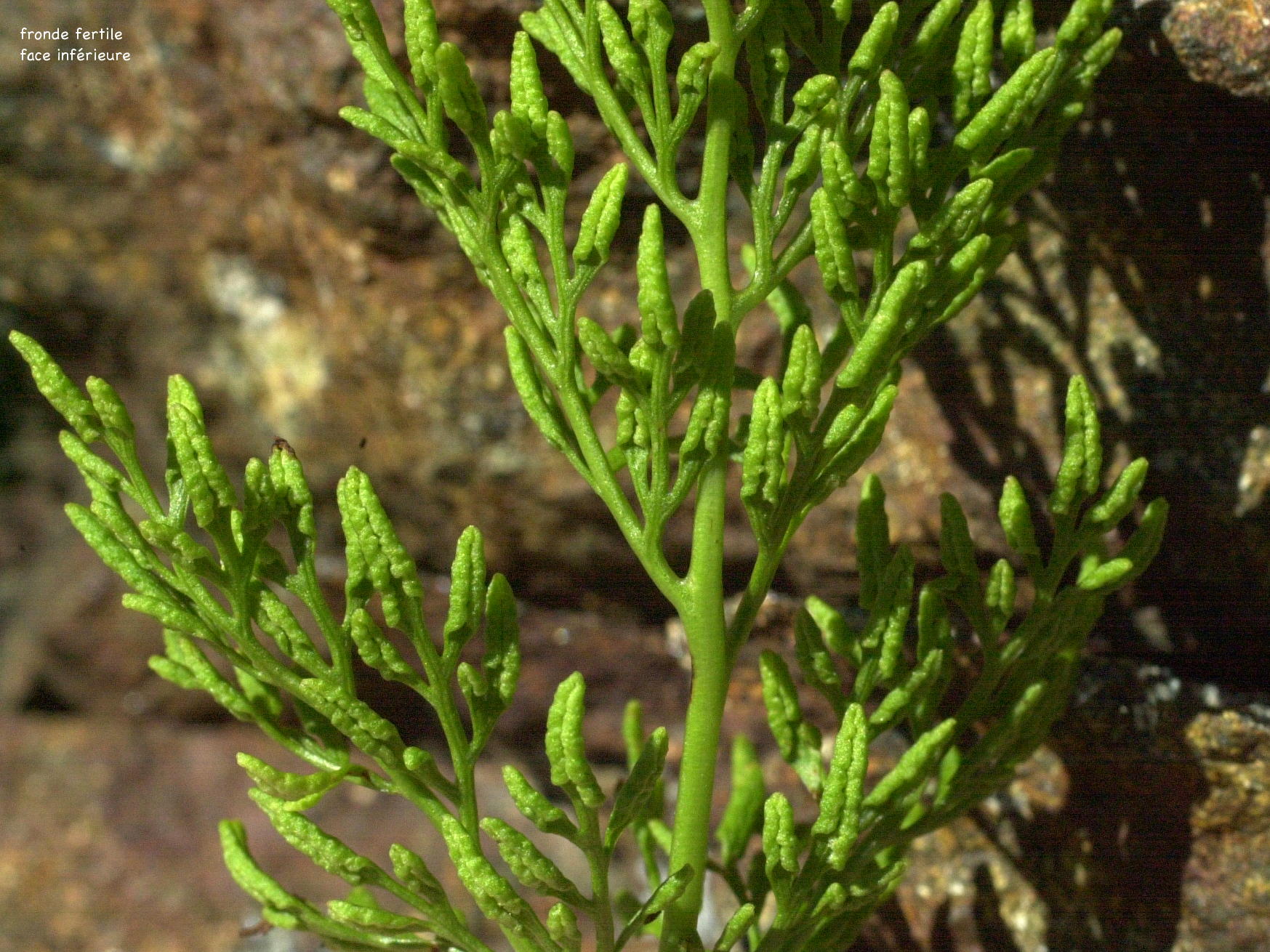 cryptogramma_crispa3bmd