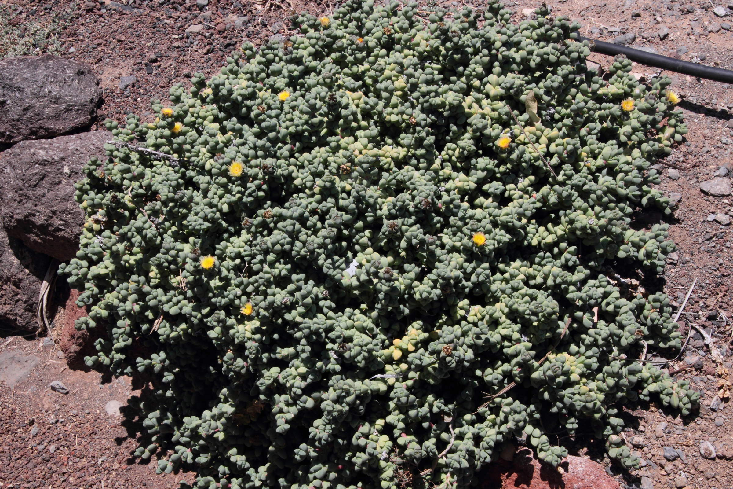 Afficher le média delosperma_lehmannii1md delosperma_lehmannii1md