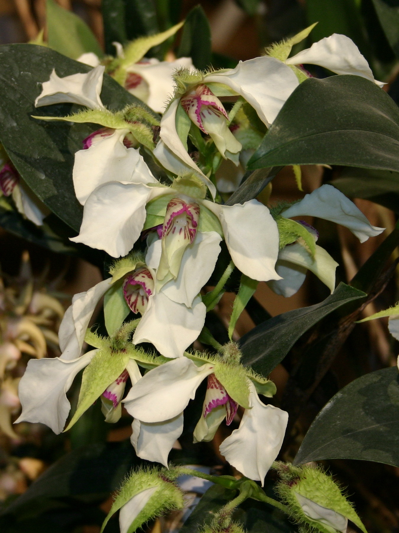 dendrobium_eximium2sd