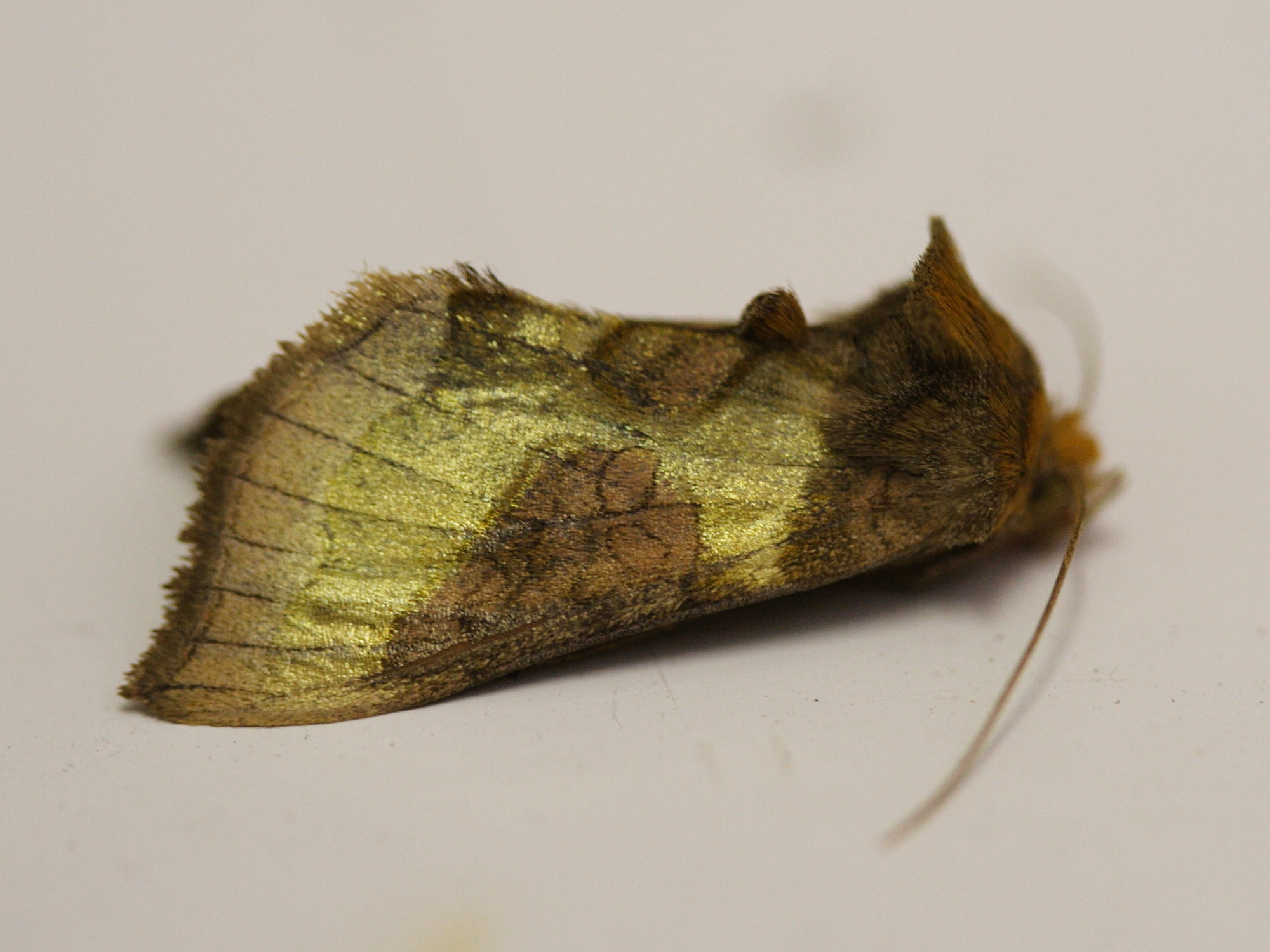 diachrysia_chrysitis5md