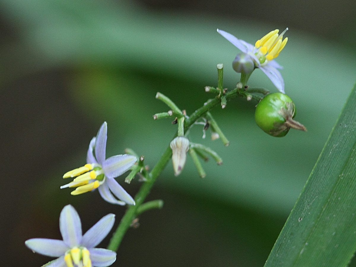 dianella_caerulea2bd