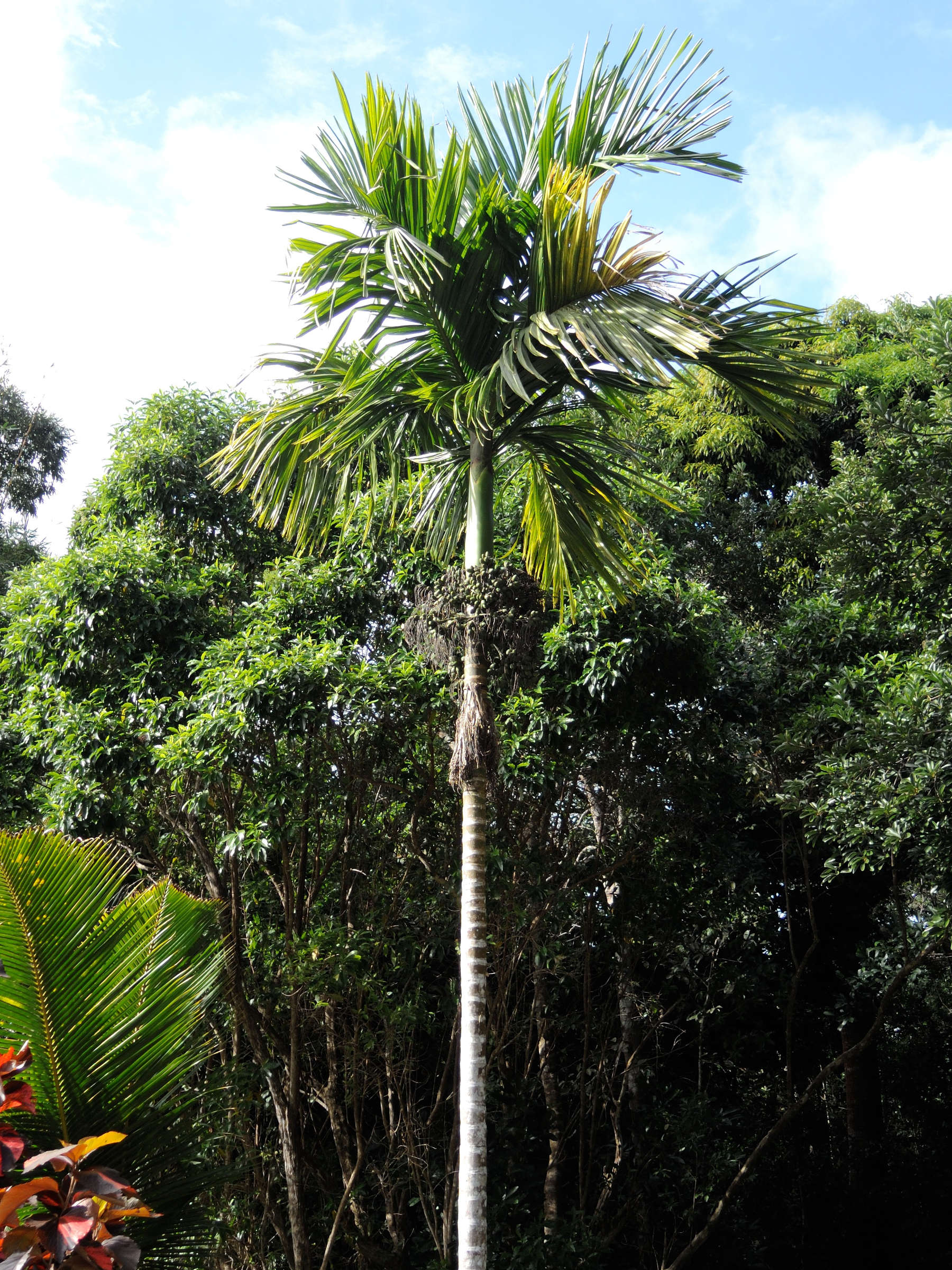 dypsis_lanceolata3md
