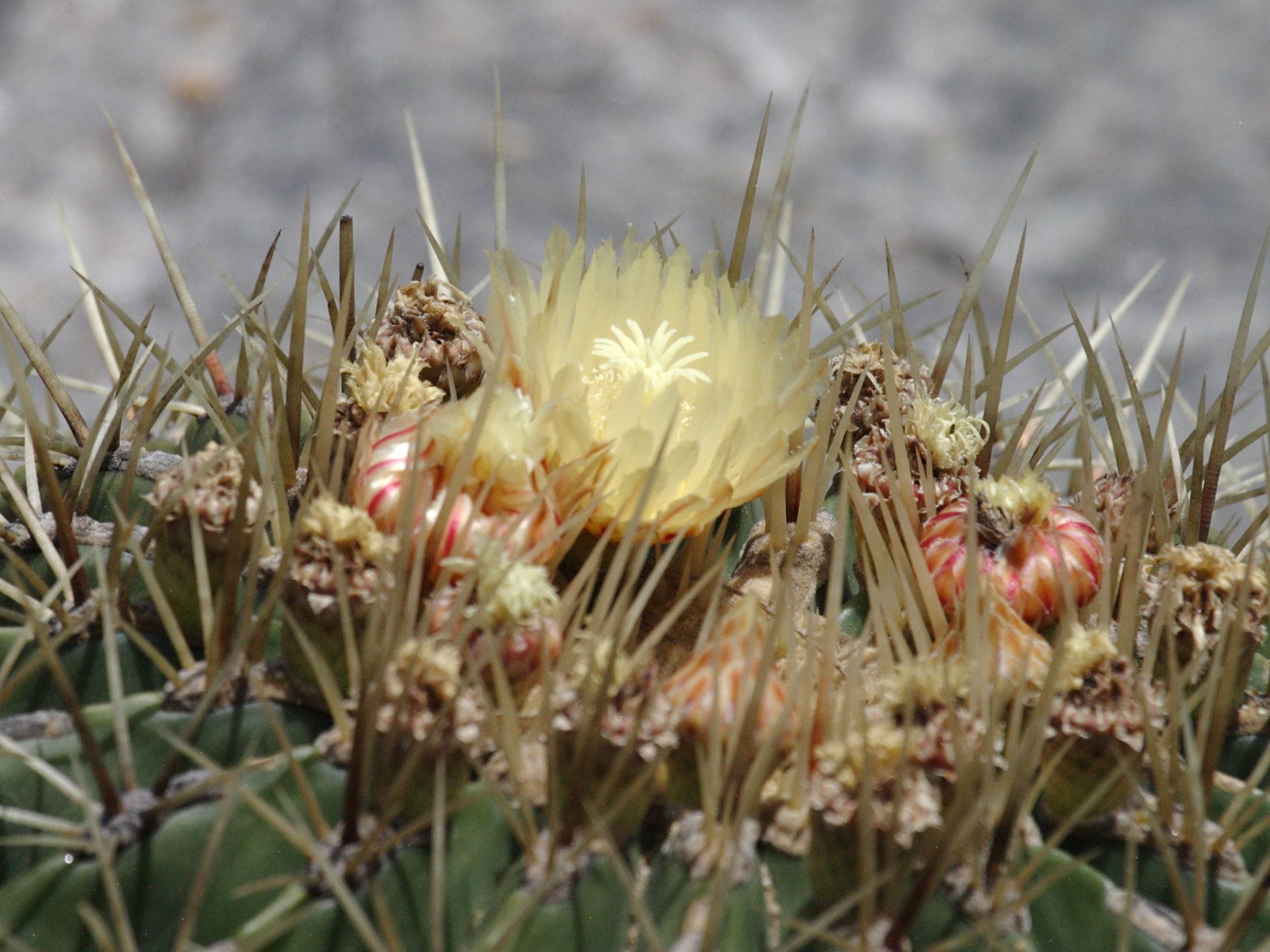 Afficher le média echinocactus_grusonii2bd echinocactus_grusonii2bd