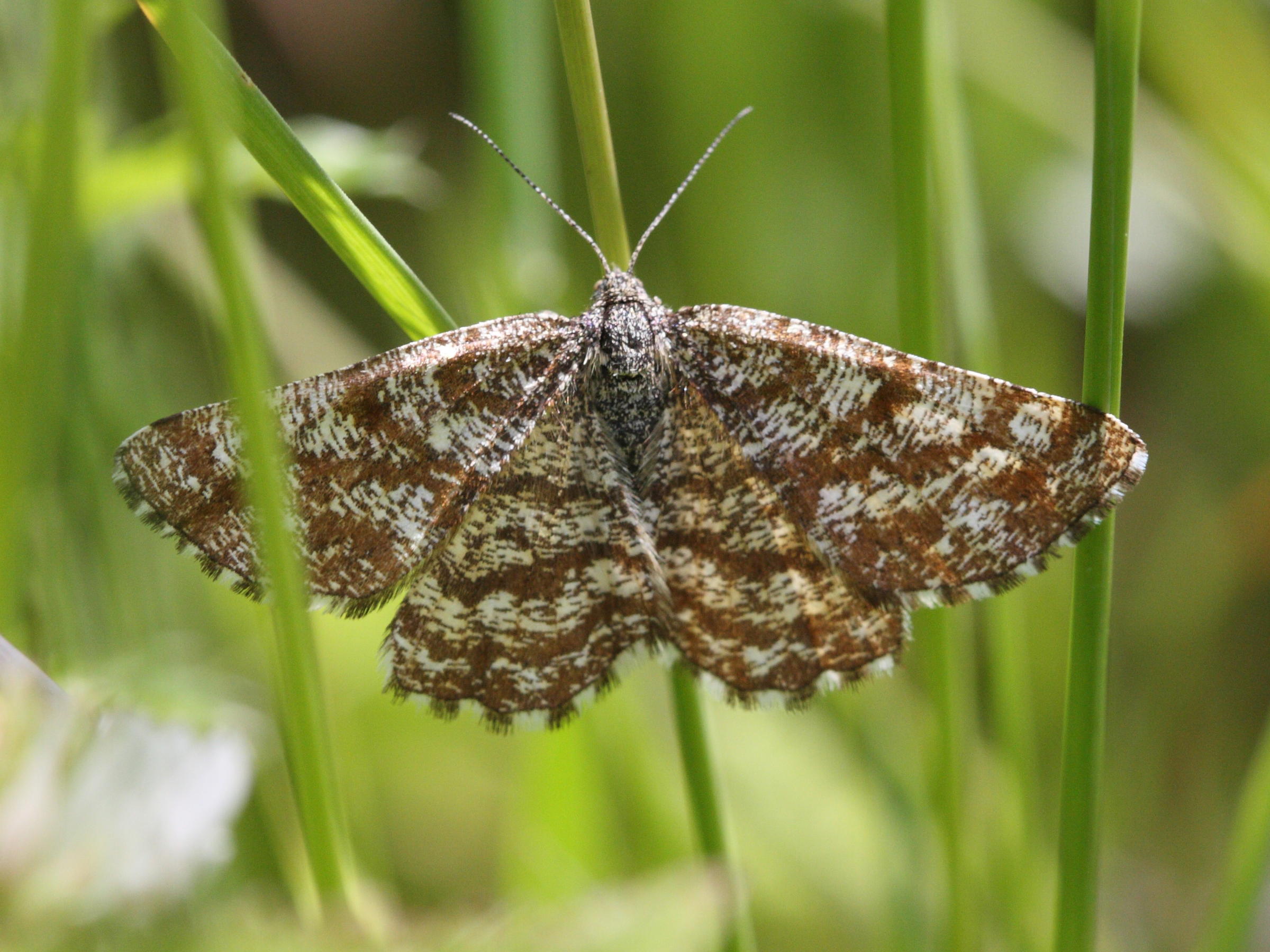 ematurga_atomaria3bd