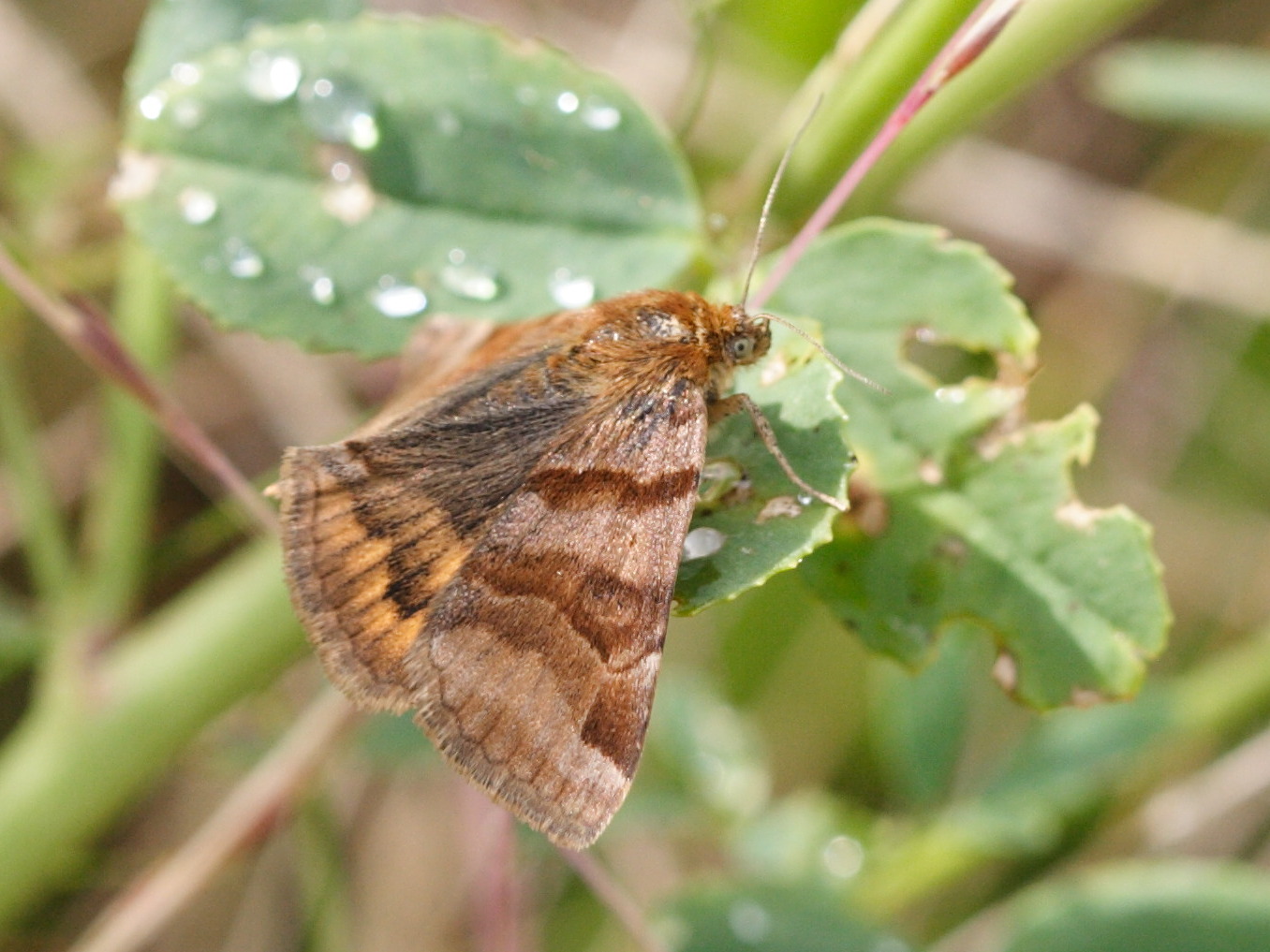 euclidia_glyphica3bd