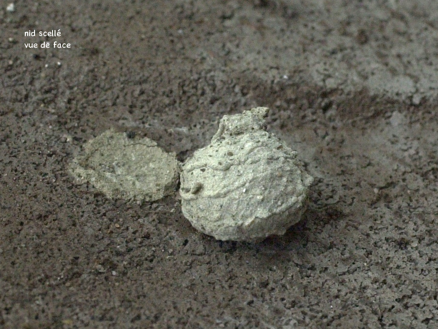 eumenes_pomiformis3md