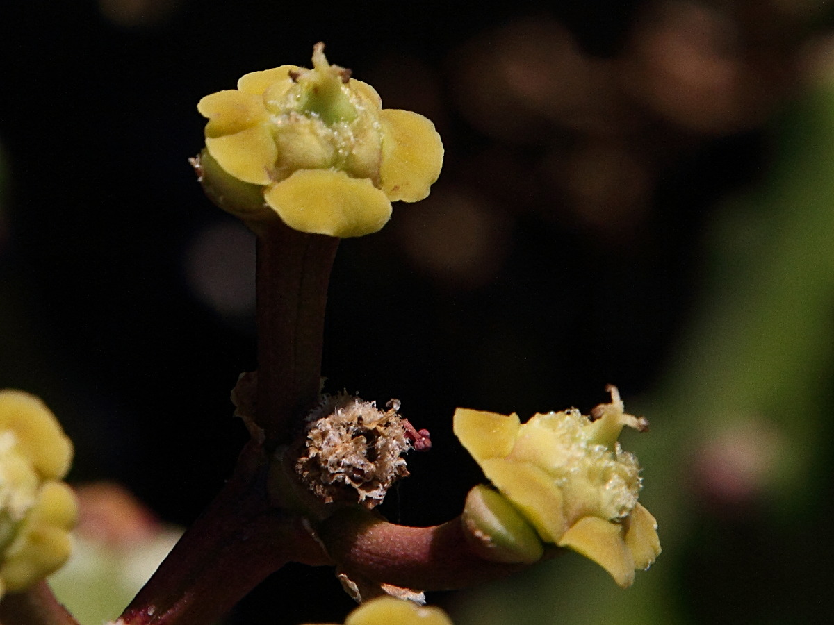 Afficher le média euphorbia_mayurnathanii2md euphorbia_mayurnathanii2md