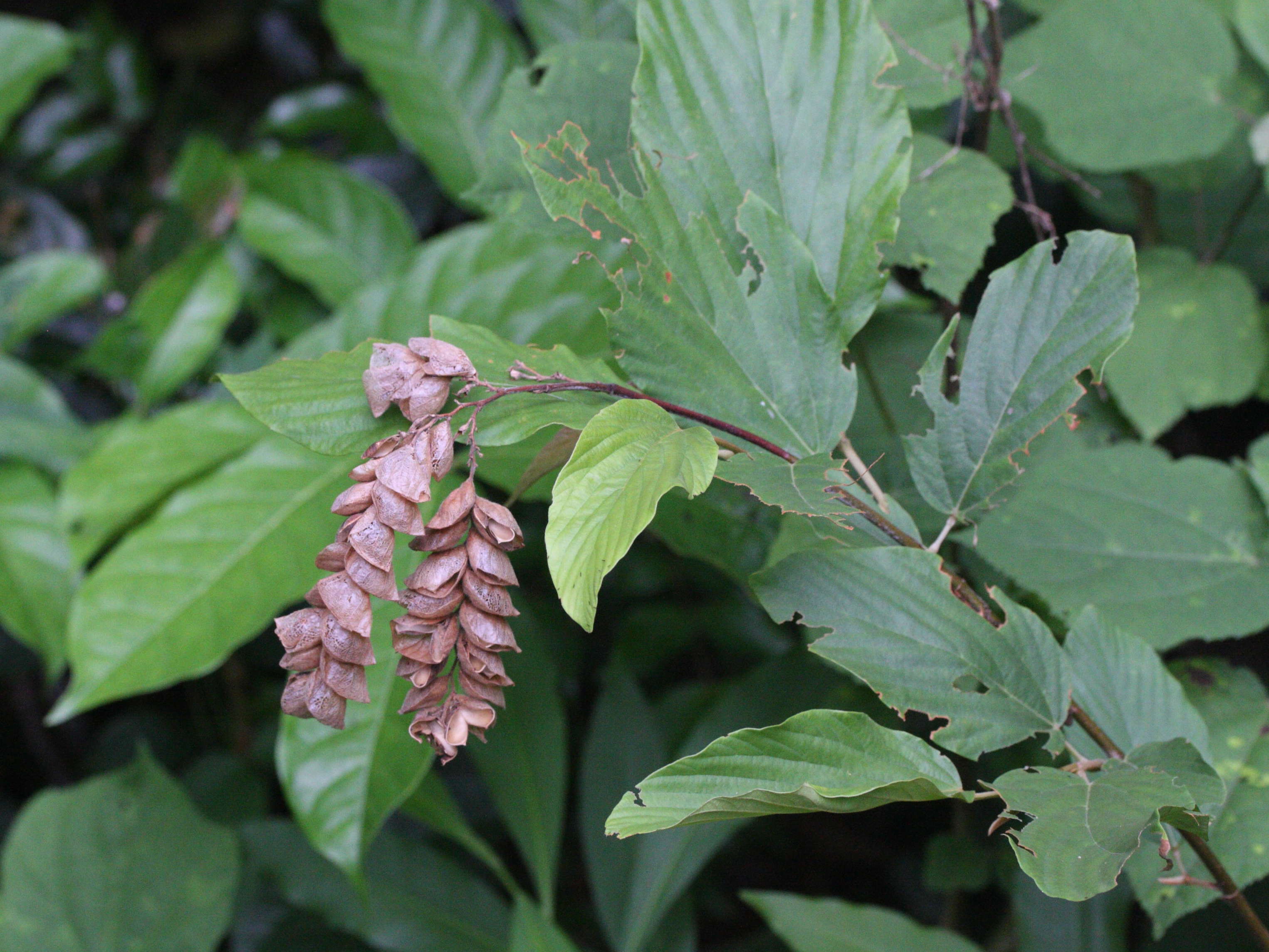 Afficher le média flemingia_strobilifera3md flemingia_strobilifera3md