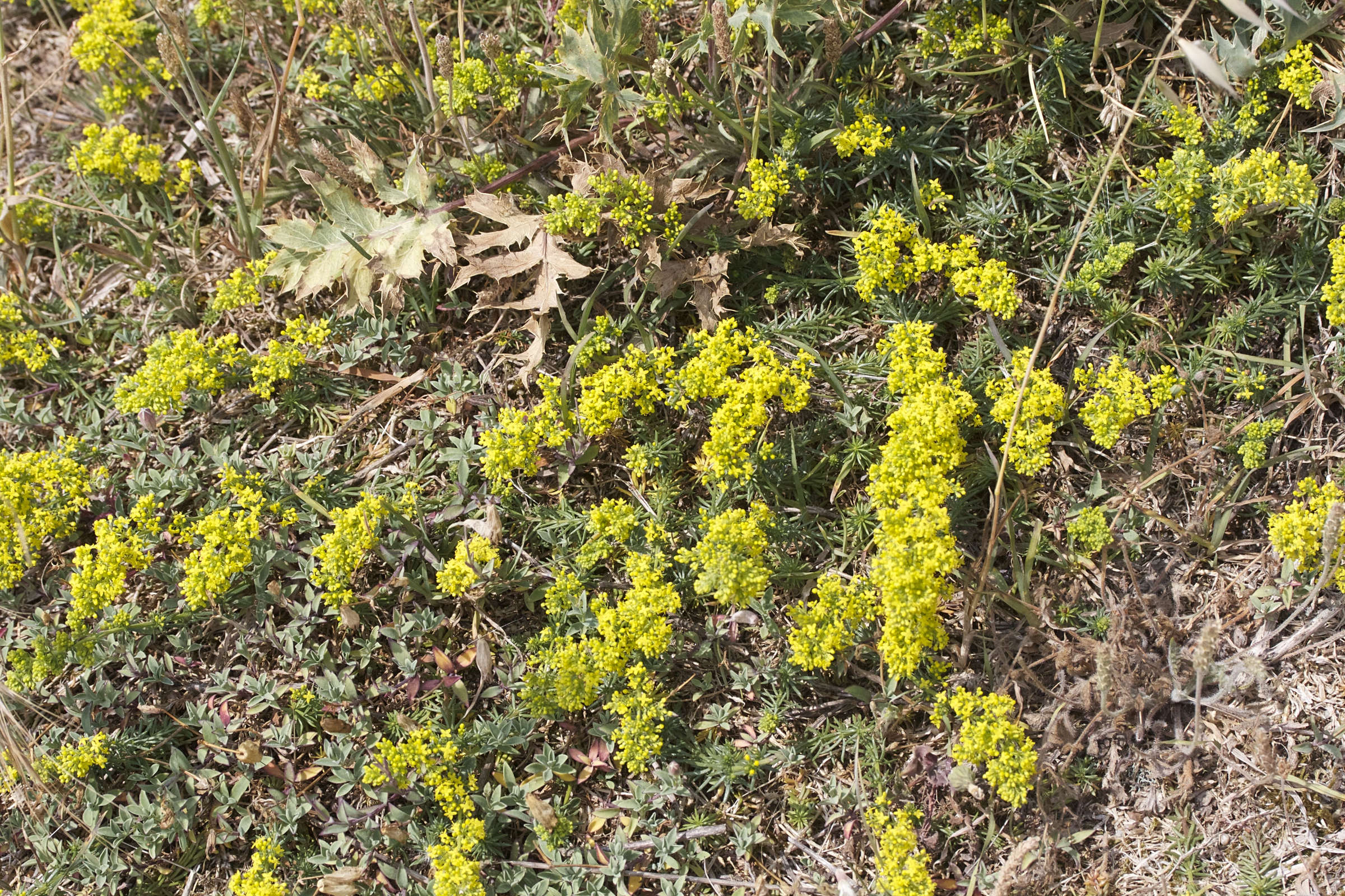 Afficher le média galium_verum_maritimum3md galium_verum_maritimum3md