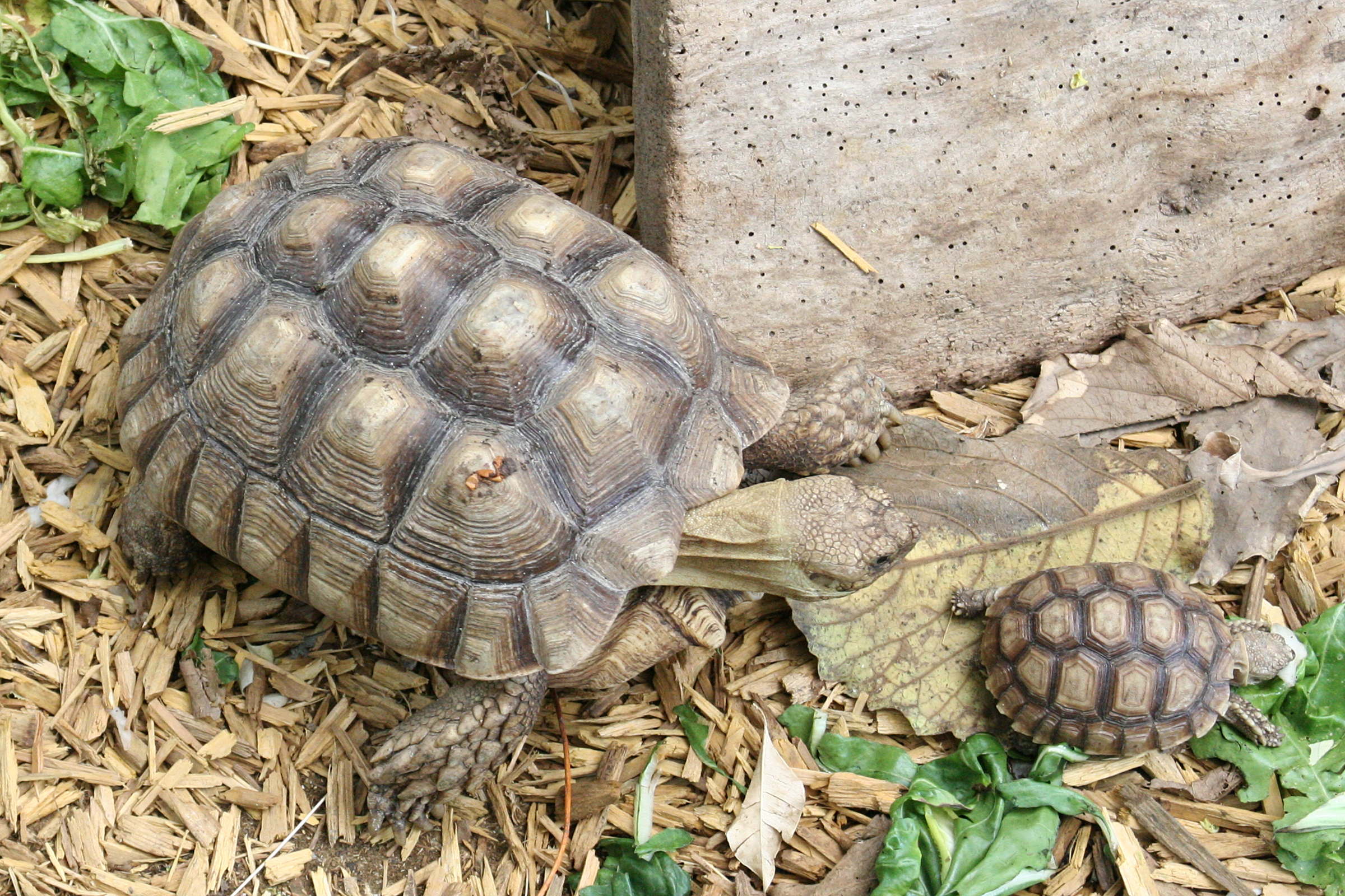 Afficher le média geochelone_sulcata2md geochelone_sulcata2md