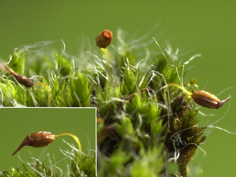 grimmia_pulvinata2md