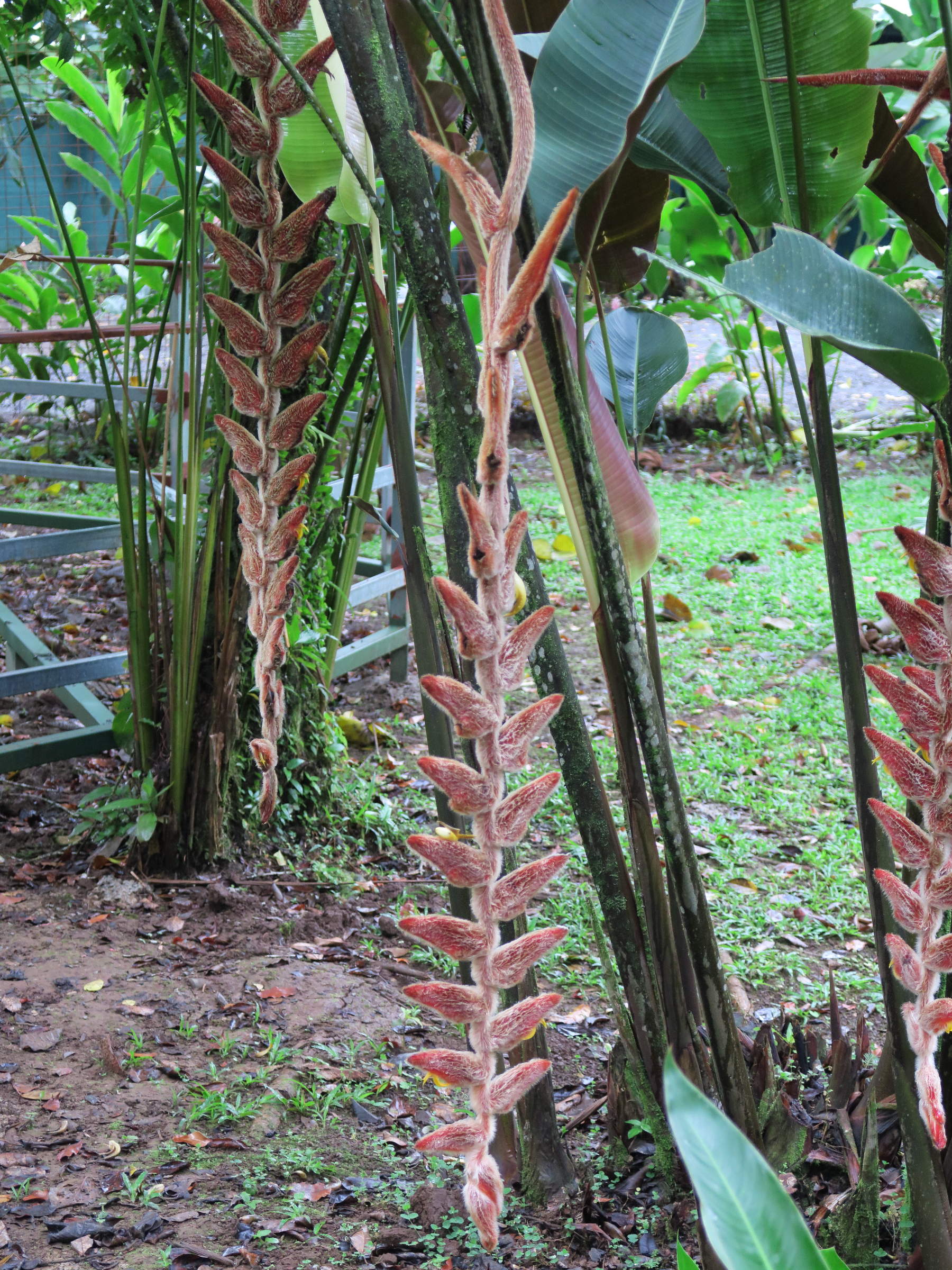 heliconia_danielsiana2md