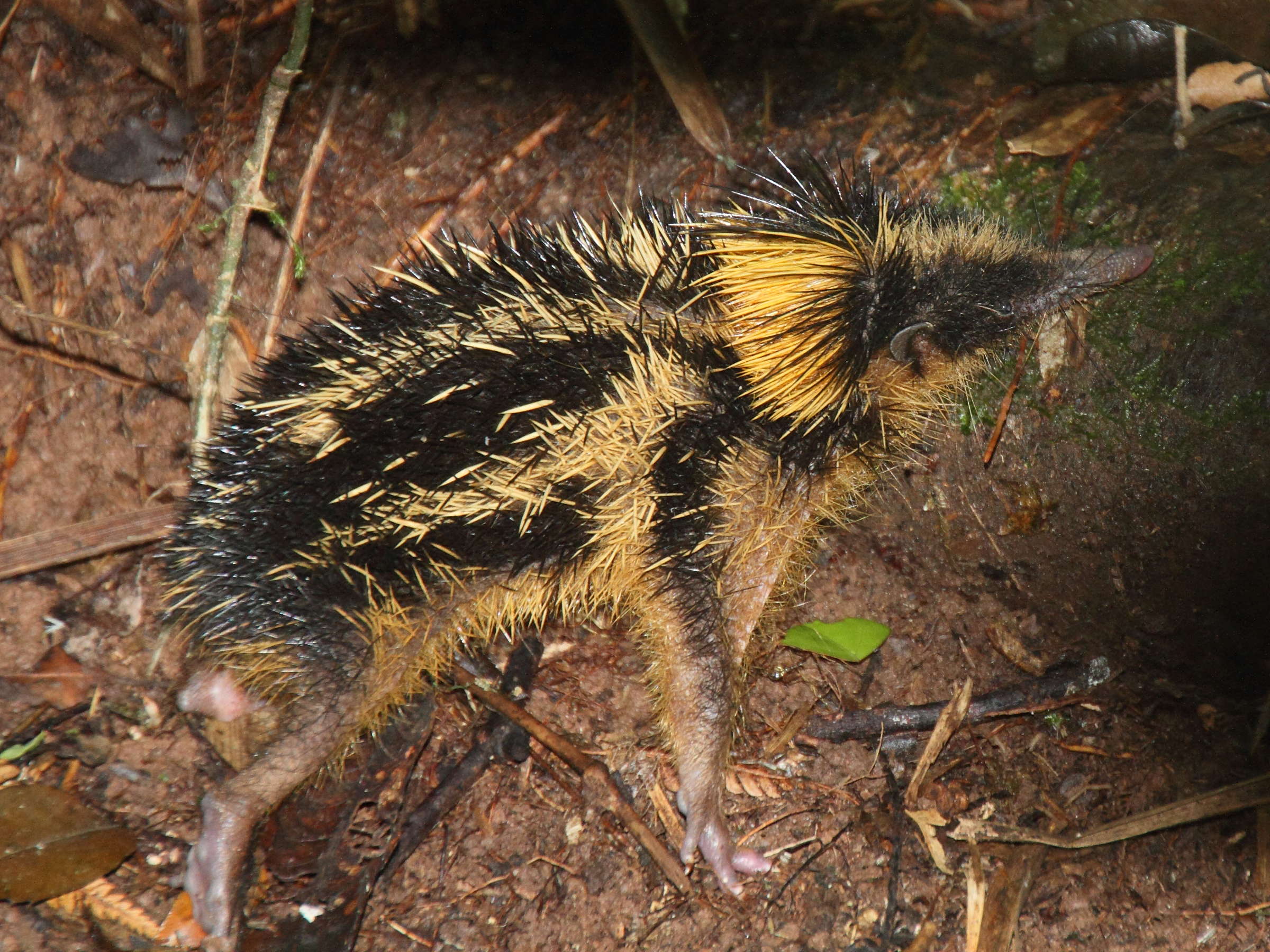 hemicentetes_semispinosus2md