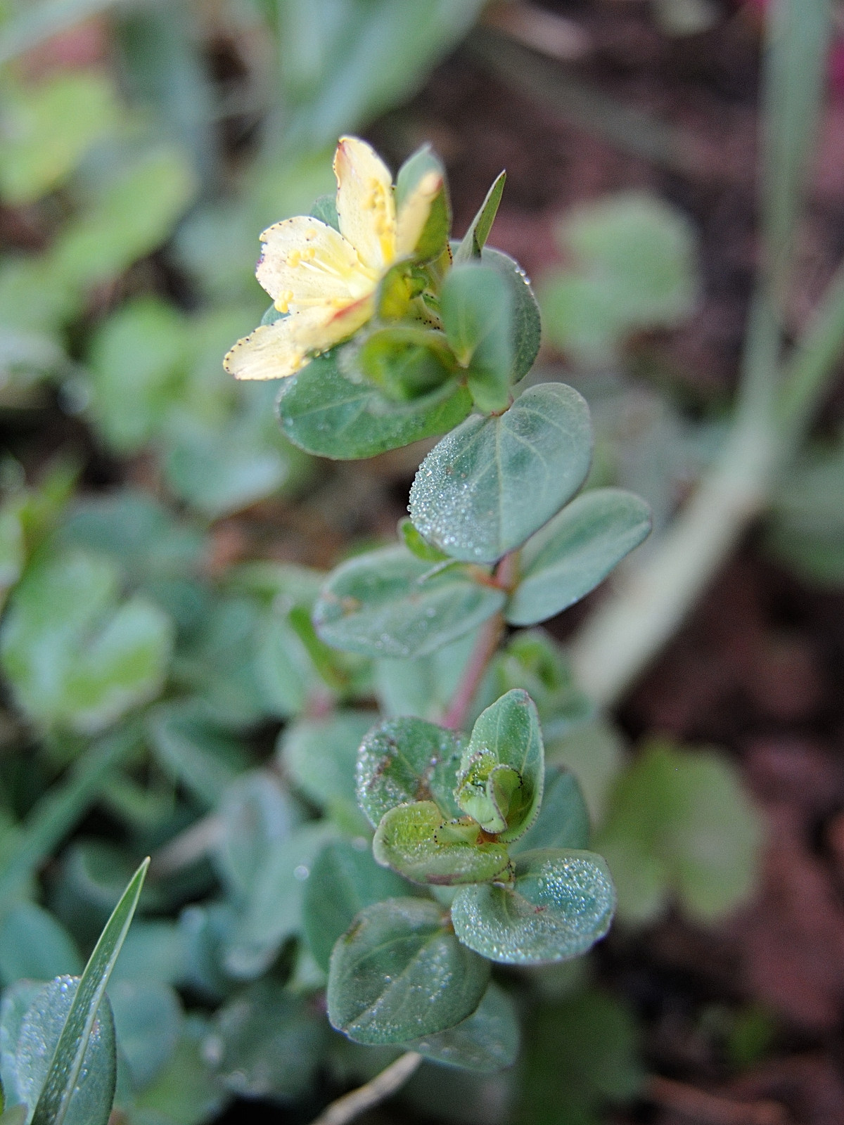 Afficher le média hypericum_bojerianum2md hypericum_bojerianum2md