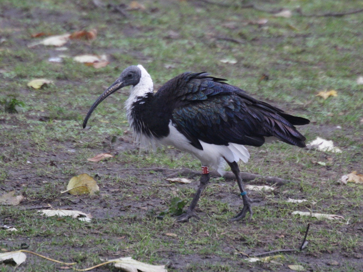 ibis_d-australie_-_threskiornis_spinicollis3md