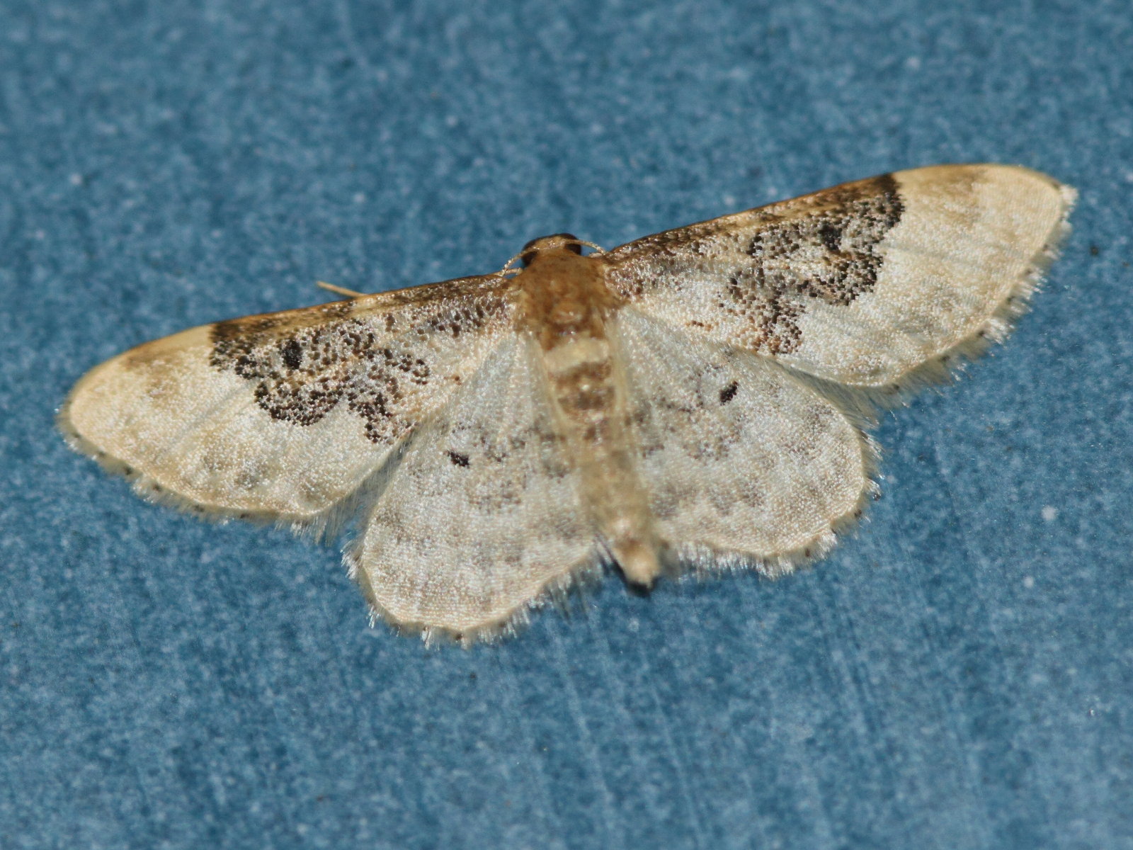 idaea_rusticata5bd