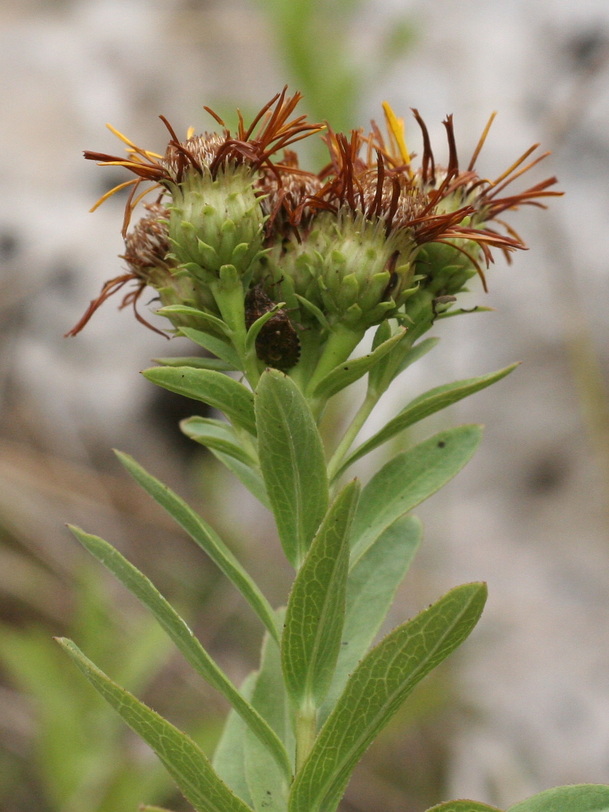 Afficher le média Inula_spiraeifolia Inula_spiraeifolia