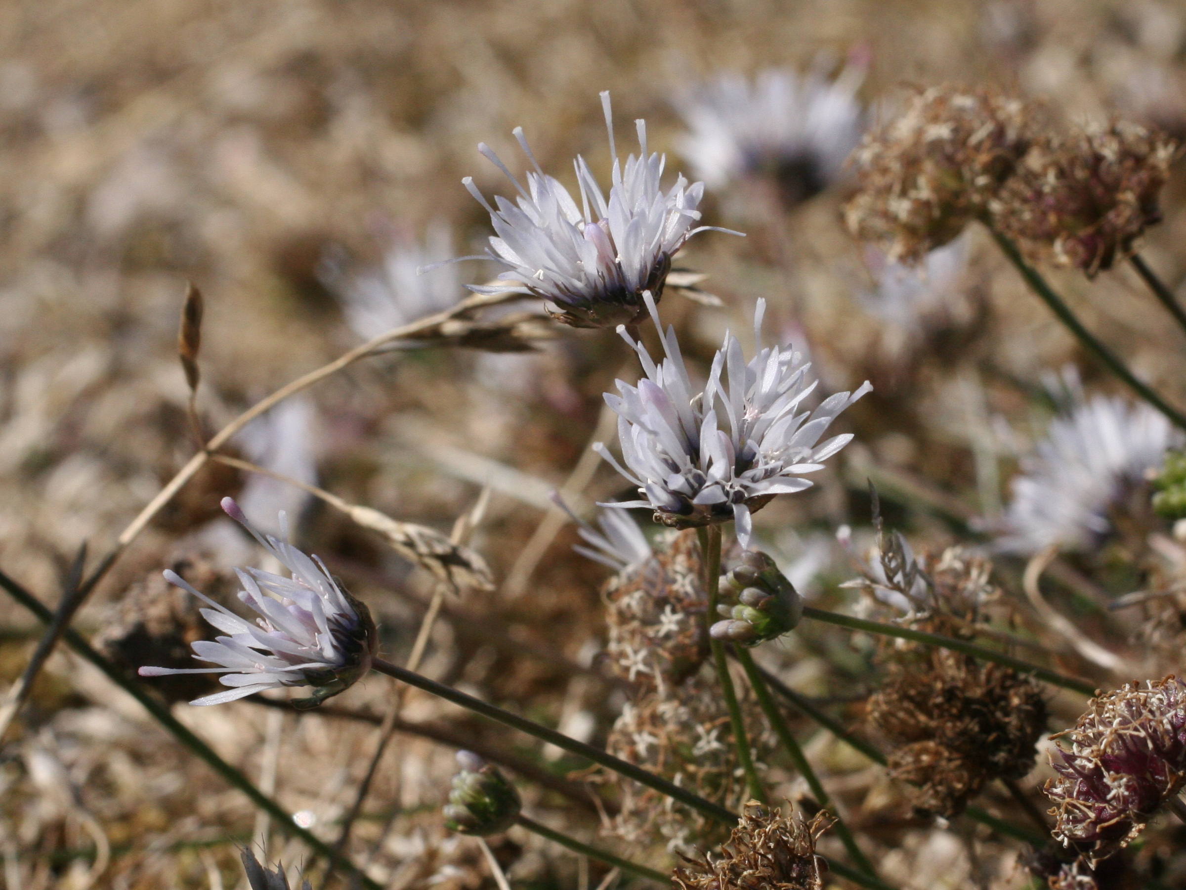 Afficher le média jasione_maritima2md jasione_maritima2md