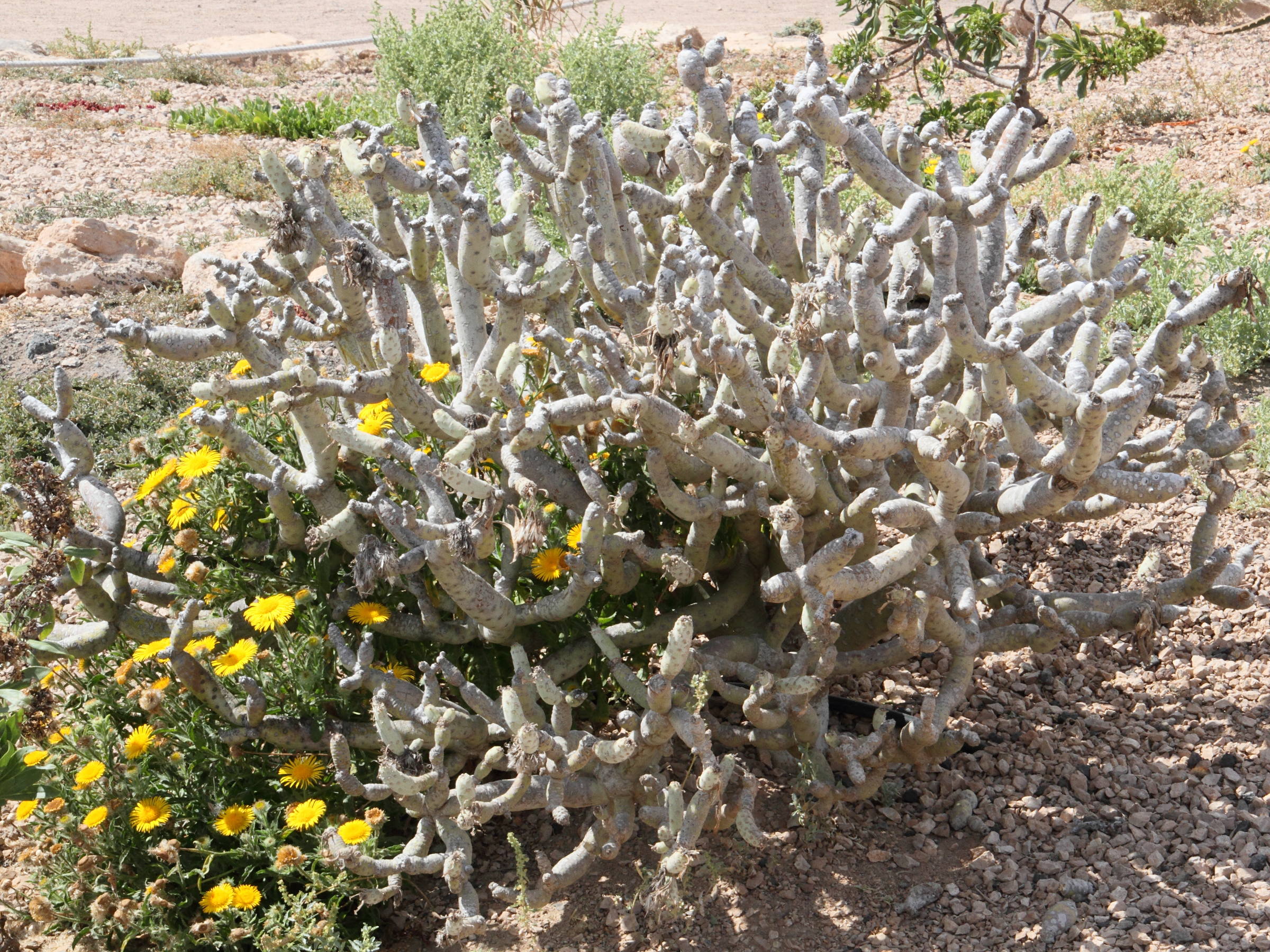 kleinia_neriifolia3md