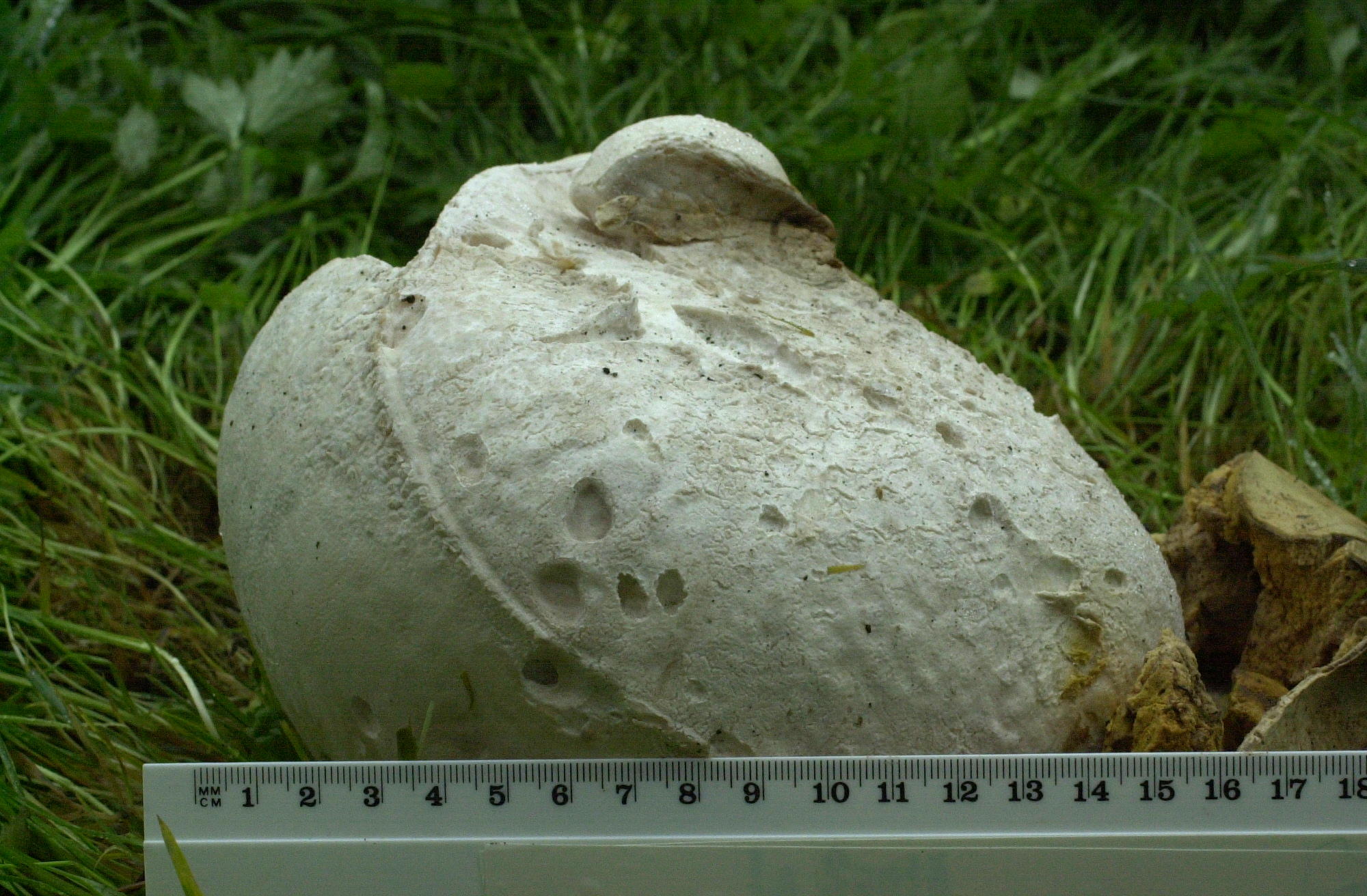 langermannia_gigantea1bd