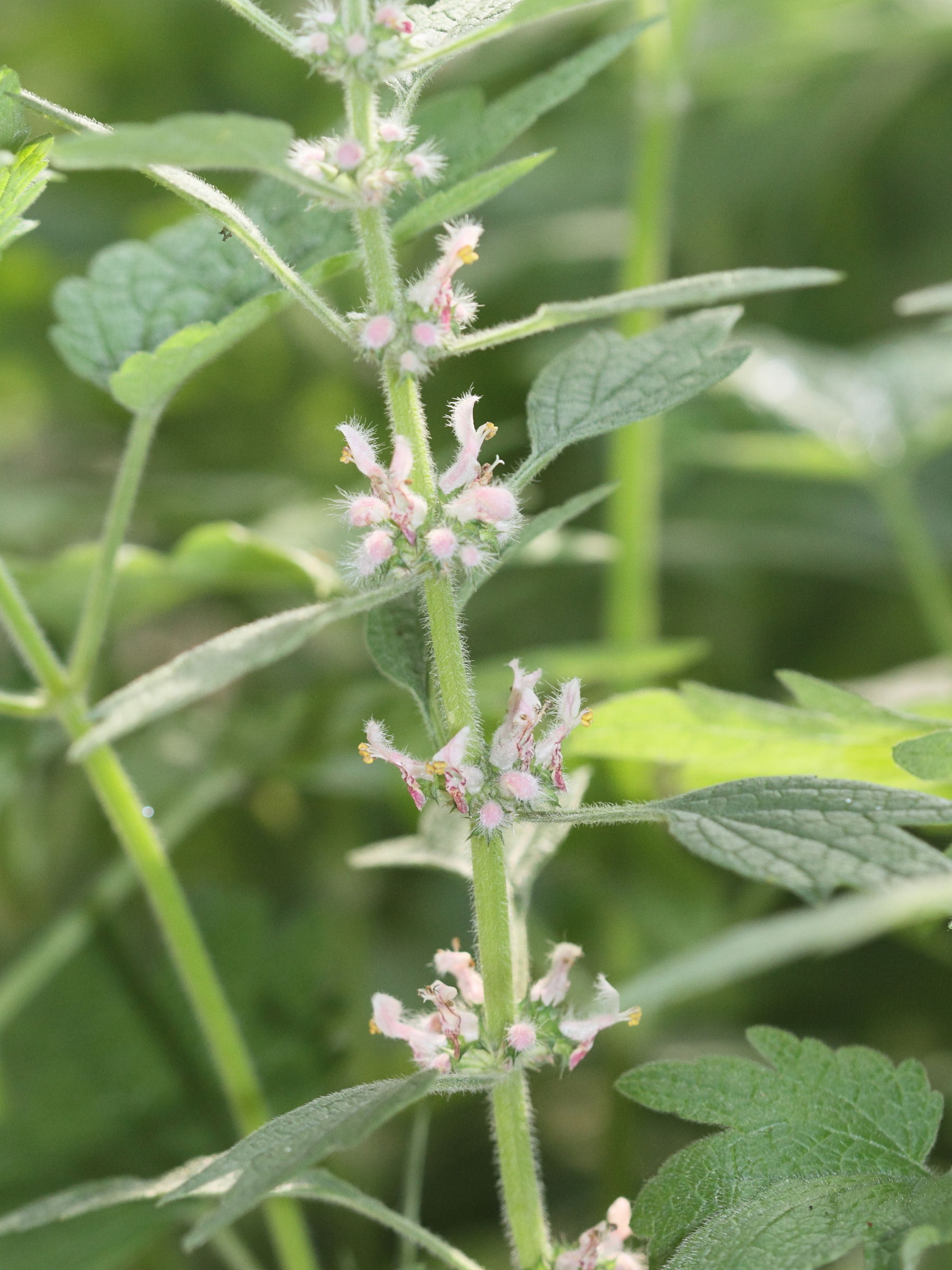 leonurus_cardiaca2md