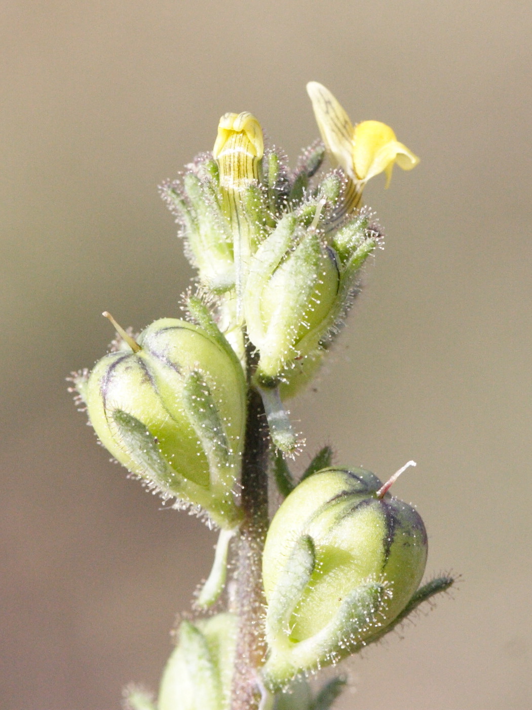 linaria_simplex2md
