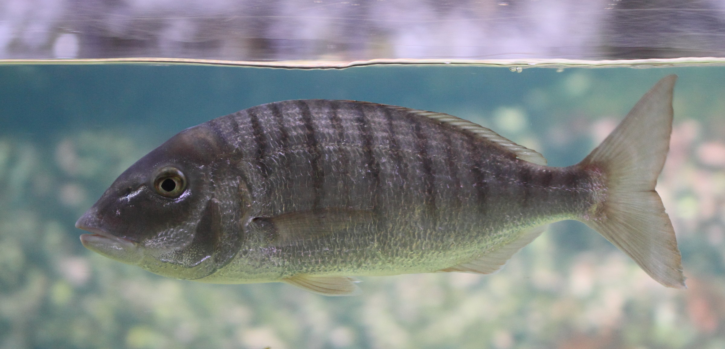 lithognathus_mormyrus5bd