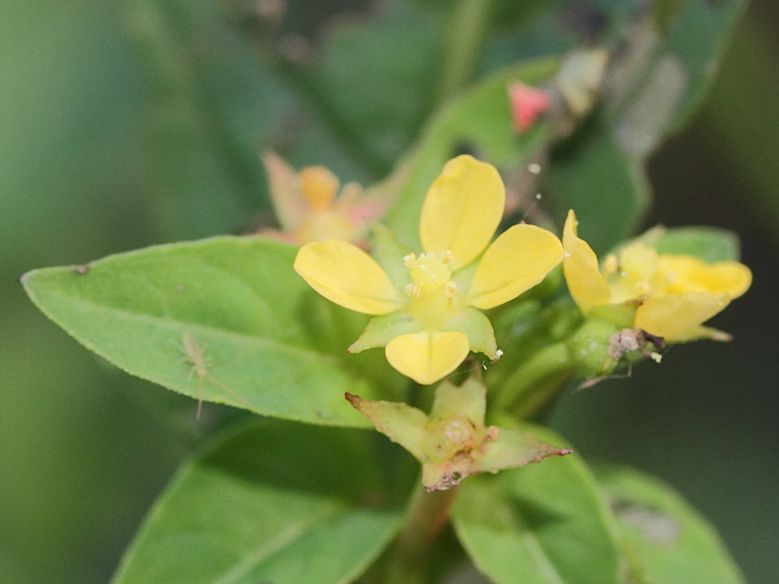 ludwigia_abyssinica3md