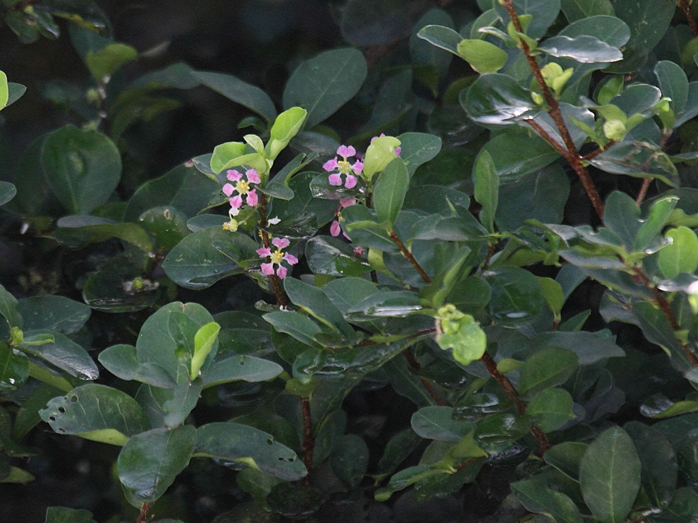 malpighia_emarginata2bd