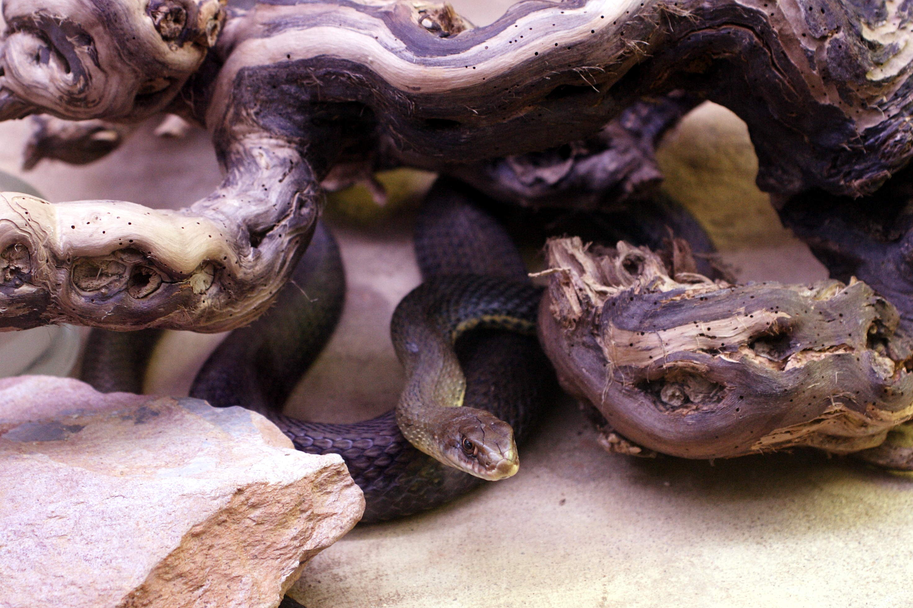 malpolon_monspessulanus1md