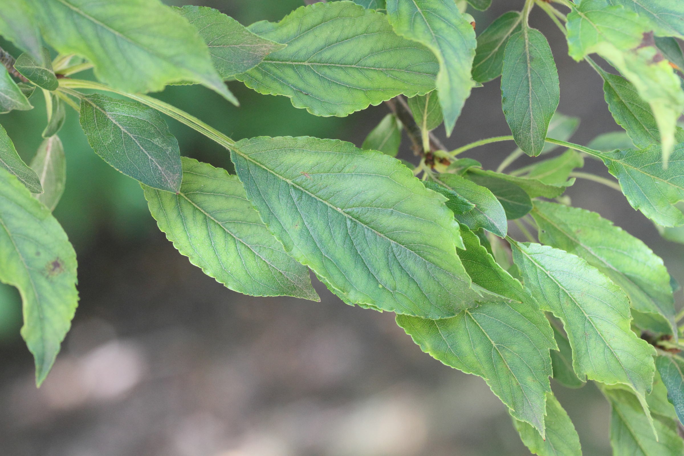 malus_mandshurica1md