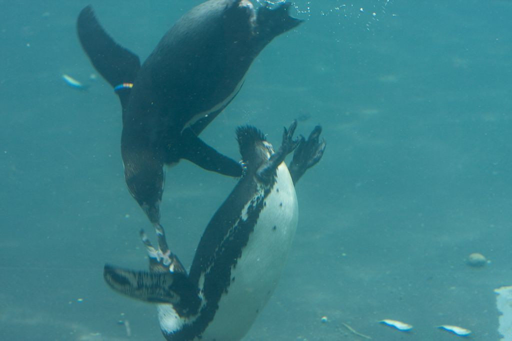 Afficher le média manchot_de_humboldt_-_spheniscus_humboldti1sd manchot_de_humboldt_-_spheniscus_humboldti1sd