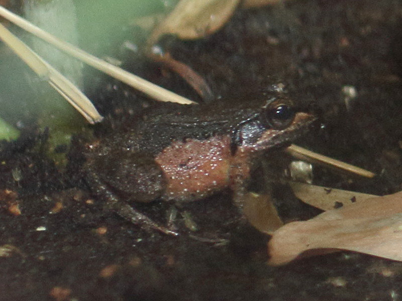 Mantidactylus_betsileanus