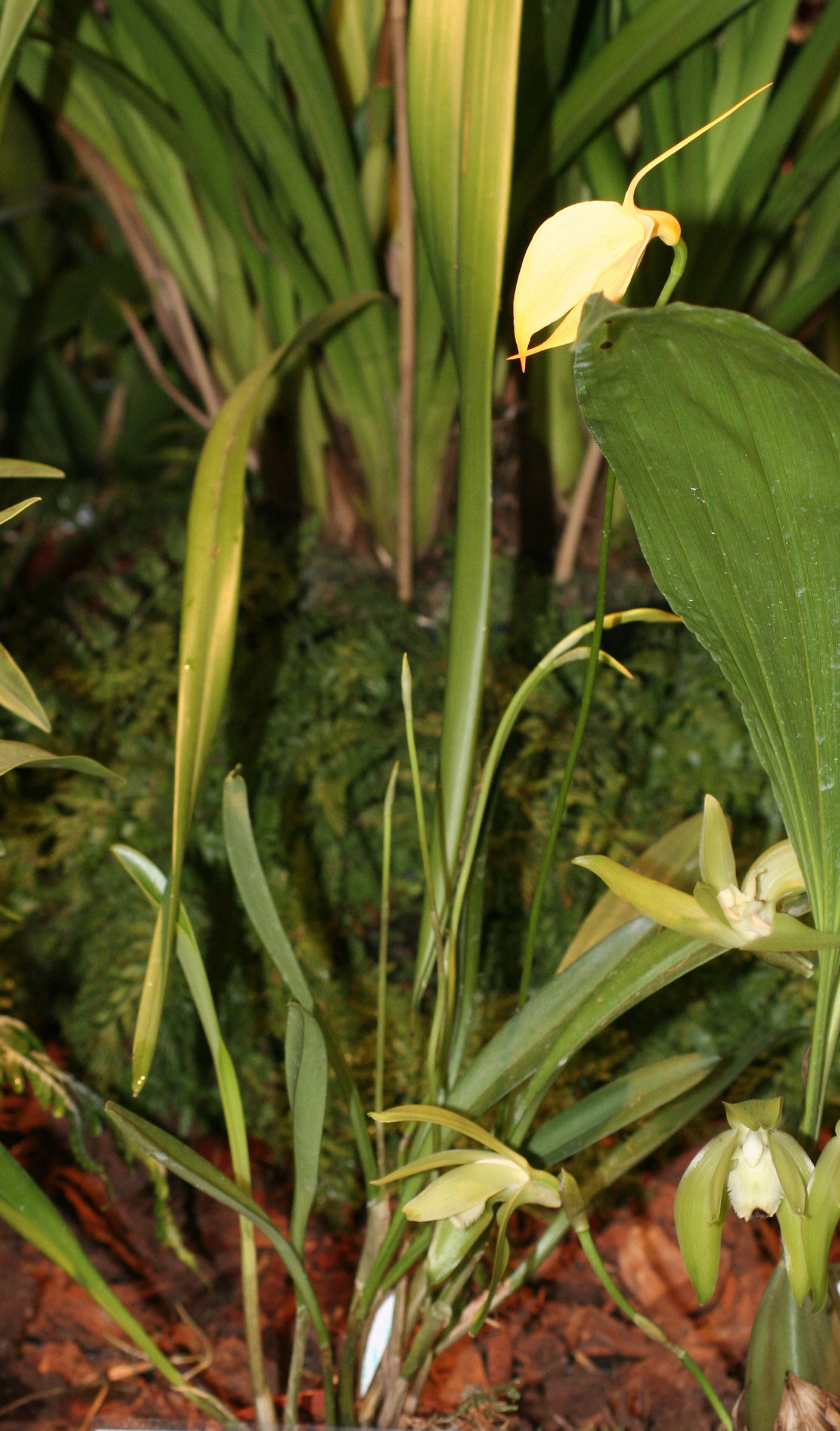 Afficher le média masdevallia_coccinea_xanthina1md masdevallia_coccinea_xanthina1md