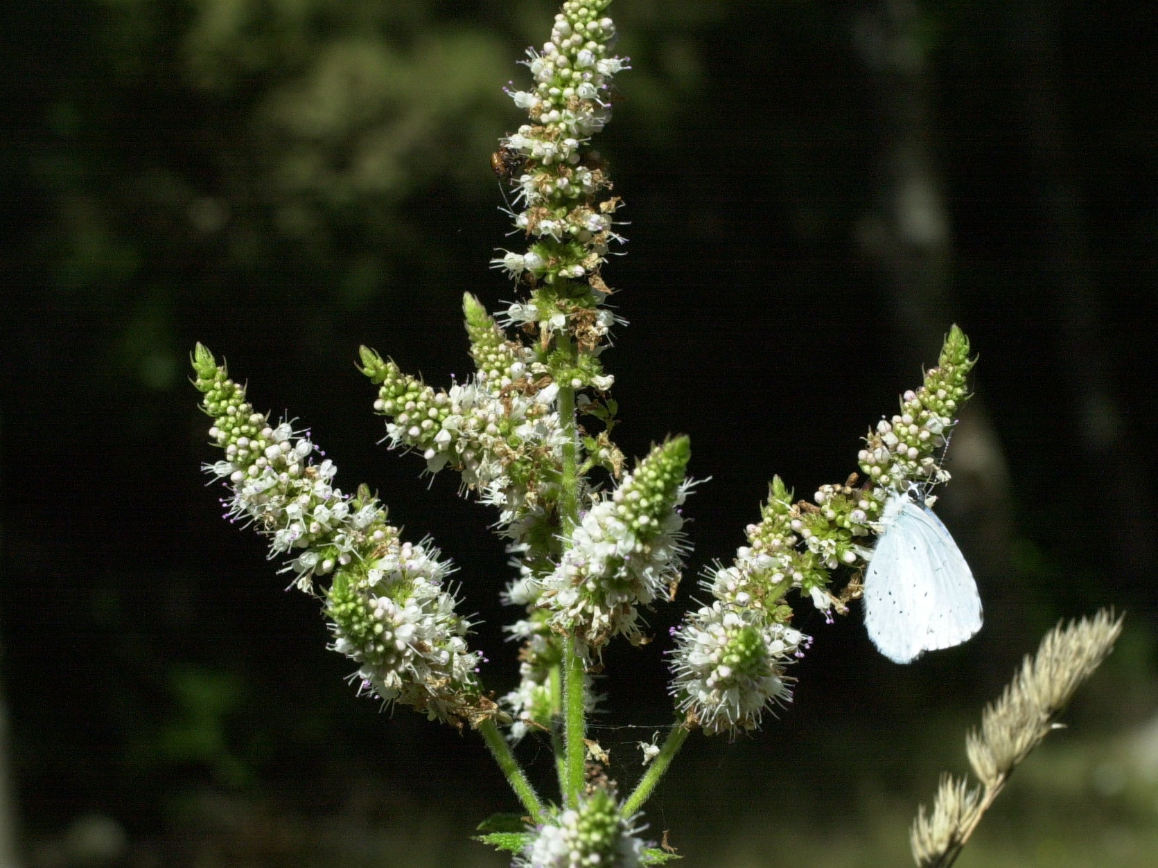 Mentha_suaveolens suaveolens