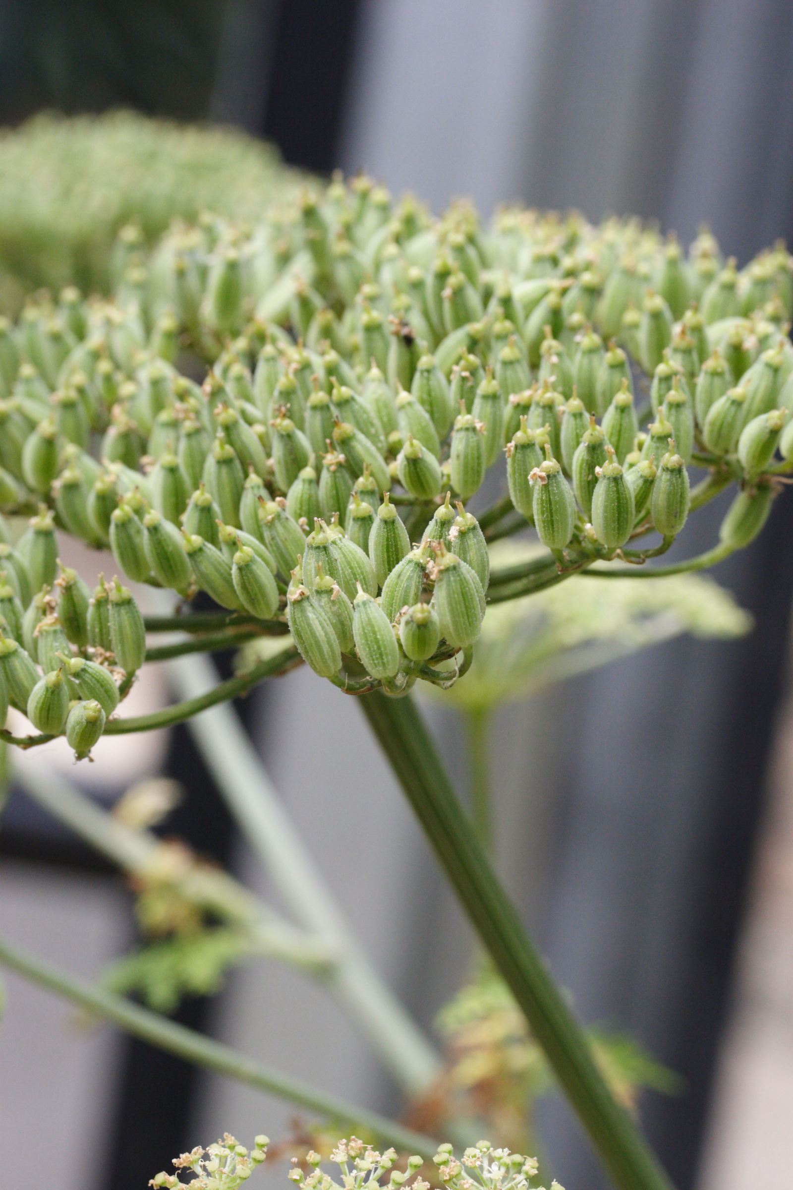 Afficher le média monizia_edulis2md monizia_edulis2md