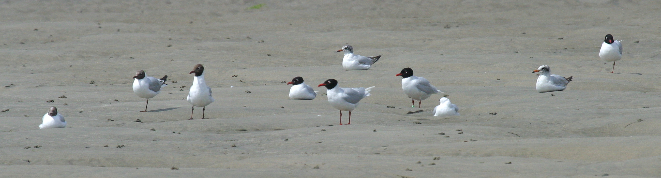 Afficher le média mouette_melanocephale_-_ichthyaetus_melanocephalus2bd mouette_melanocephale_-_ichthyaetus_melanocephalus2bd
