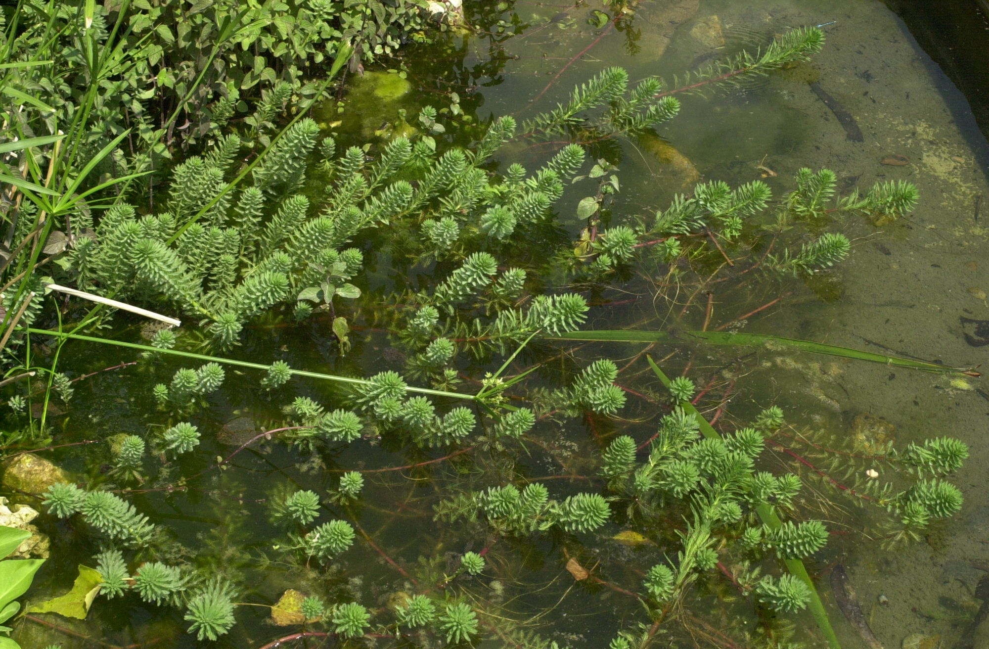 myriophyllum_aquaticum1md