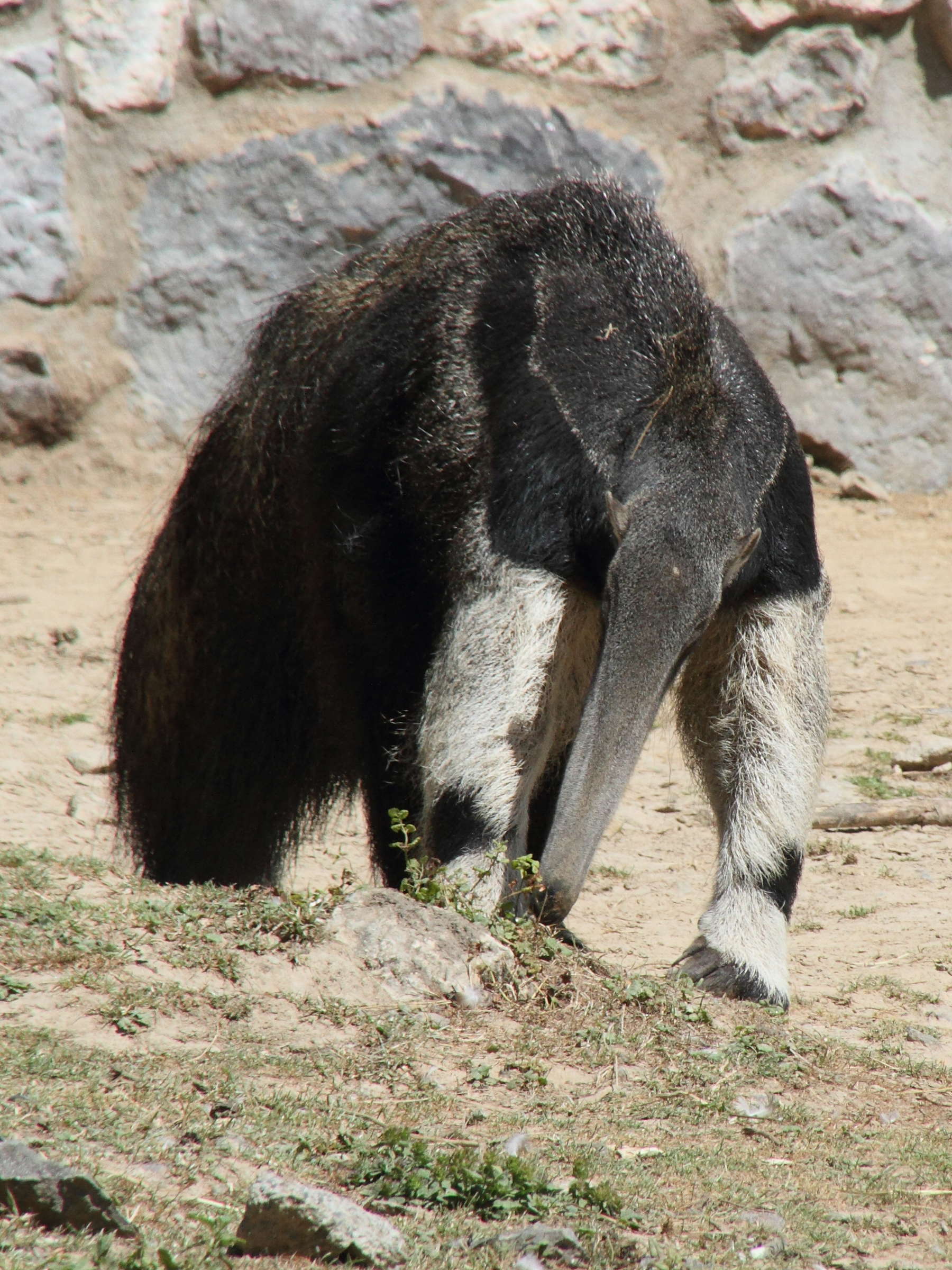 myrmecophaga_tridactyla4md