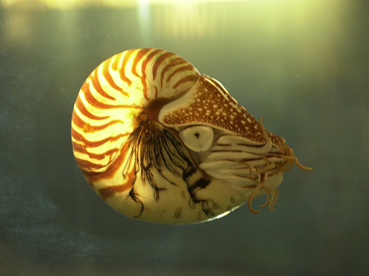 nautilus_pompilius1md