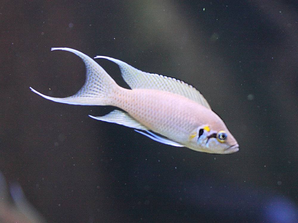 neolamprologus_brichardi1bd