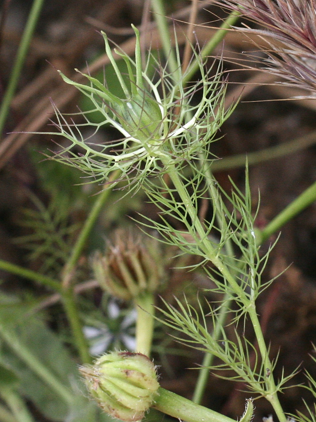 nigella_damascena3md