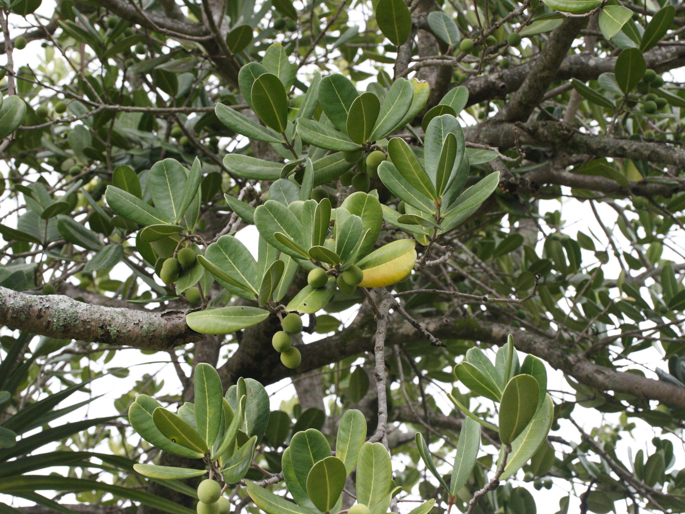 noronhia_emarginata2md